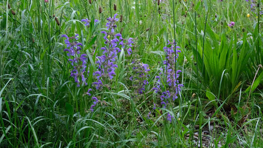 Später Emdschnitt fördert Pflanzenvielfalt