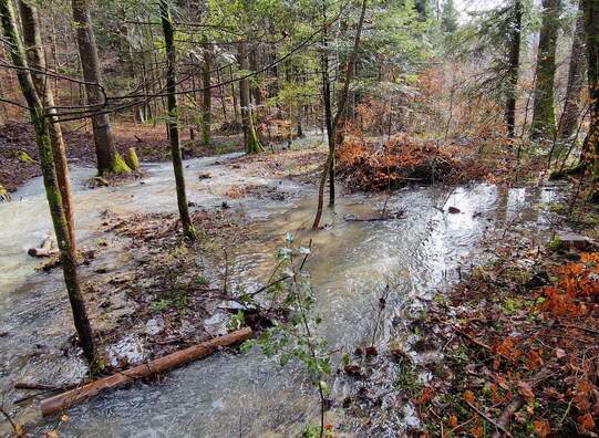 Wasserdurchfluss im Auenwald. Foto: Foto Jürg Hunziker