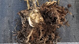 Bakterienwelke in Schweizer Gewächshäusern