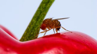 Asiatische Schlupfwespe contra Kirschessigfliege