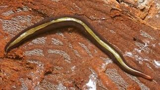 Invasive Plattwürmer gefährden heimische Fauna