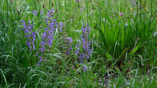 Später Emdschnitt fördert Pflanzenvielfalt