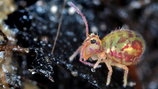 Das Leben im Boden wird hörbar