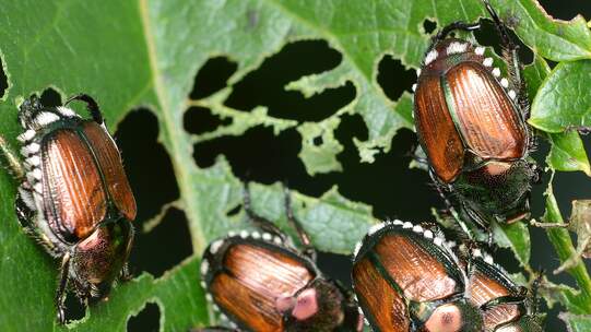 Ausgewachsene Japankäfer fressen Blätter, Früchte und Blüten von über 400 Wirtspflanzen. Sie können in der Landwirtschaft und im Weinbau schwere Schäden verursachen. Foto: Wikimedia / Ryan Hodnett