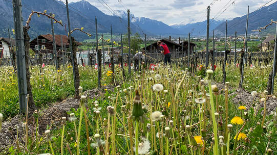 Bund untersucht schweizweit Böden
