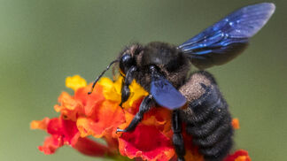 Blauschwarze Holzbiene ist Biene des Jahres