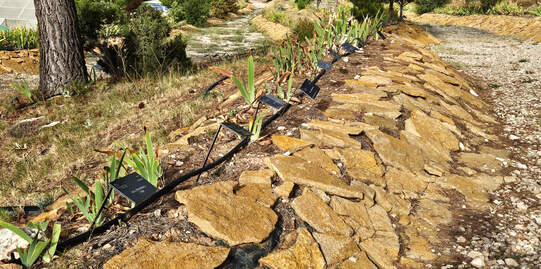 Topografisch dargestellte Iris Rabatte.