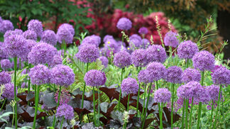 Zierlauch: eine Augenweide für den Garten