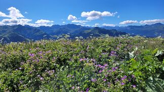 Alpenpflanzen durch Klimawandel bedroht