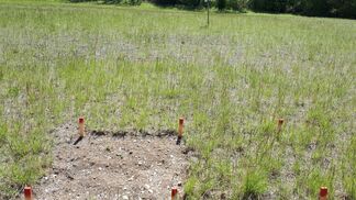 Wildbienen haben es gerne nackt