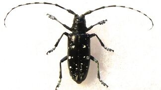 Funde invasiver Käfer 