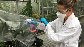 Bäume lagern Metallpartikel ein