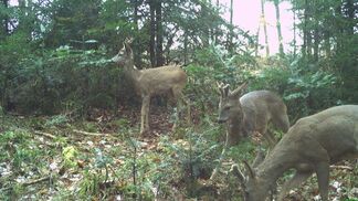 Wild frisst Schutzwald