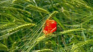 Unfreiwilliger Boost für Krankheitserreger