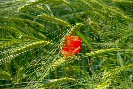 Forscher haben bei Gerste einen unbekannten Abwehrmechanismus gegen Pilzpathogene entdeckt, den eine Pilzart jedoch zu ihrem Vorteil nutzt. Foto: Nicky, Pixabay