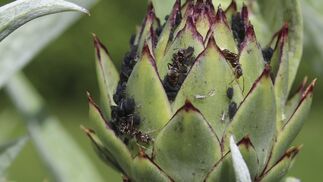 Gemeinsame Pflanzentricks