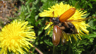 Pilz Beauveria im Einsatz gegen den Maikäfer