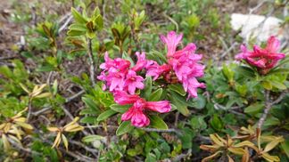 Flora- und Faunatypen der Schweiz