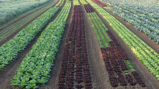 Weniger Torf für Jungpflanzen im Gemüsebau