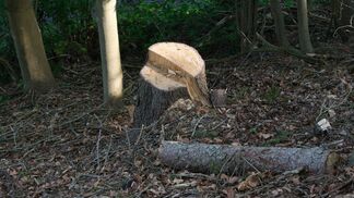 Energiekrise führt zu steigender Holzernte