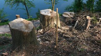 Neue Bäume für klimaangepassten Wald