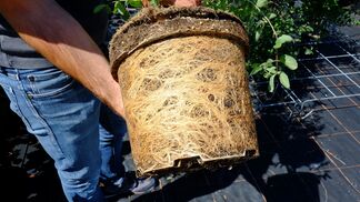 Torfverbrauch sinkt auf hohem Niveau