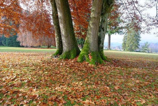 Bäumen kommt es entegen, wenn ihr Laub nicht zu weit wegfliegt. Ob die Blätter allerdings tatsächlich in der Nähe landen, hängt von ihrer Form ab. Foto: Urs Rüttimann