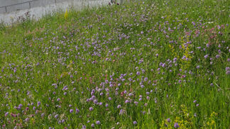 JardinSuisse-Merkblatt für Wildblumenwiesen