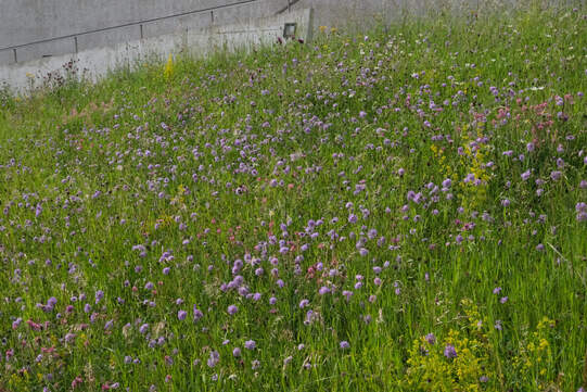 Artenreiche Wiesen sind eine Augenweide. Sie werden zweimal pro Jahr geschnitten. Foto: Urs Rüttimann