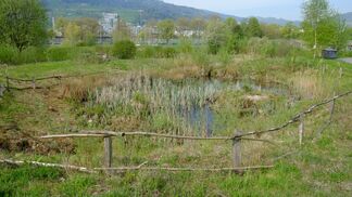 Mit Teichen gezielt Amphibien fördern