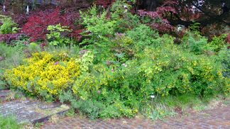 Biodiversität als Kriterium der Raumplanung