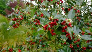 Auszeichnung für naturnahe Arealgestaltung