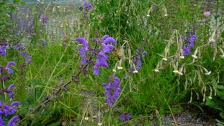 Fachwissen über Biodiversität in der Siedlung