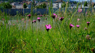 200 Milliarden für globalen Artenschutz 