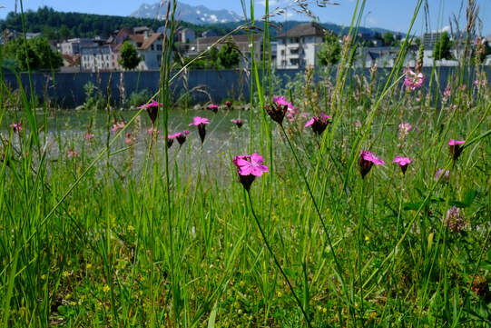 Der neue Aktionsplan Biodiversität 2025 bis 2030 fokussiert insbesondere auf die Siedlung. Foto: Urs Rüttimann