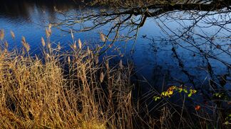 Mehr Amphibien dank neuen Weihern