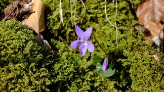 Gen-Datenbank zum Schutz wilder Arten