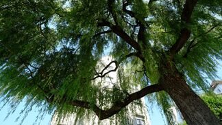 Klimawandel bedroht Stadtbäume weltweit