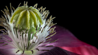 Schlafmohn unterm Opernhaus