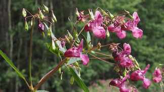 Ökologische Bedrohung durch invasive Arten