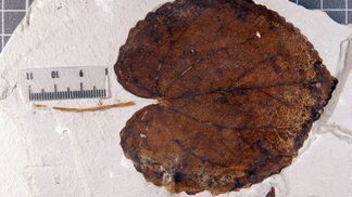 Üppige arktische Laubwälder