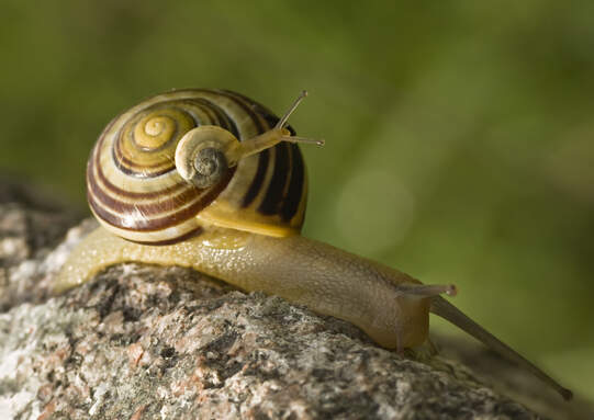 Eine Gartenbänderschnecke (Cepaea hortensis) mit einem «blinden Passagier». Foto: Ralf Kunze / Pixabay