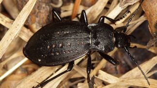 Langsame Wirkung von «Bio» auf Artenvielfalt