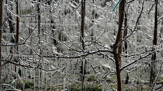 Wetter 2021: Frost, Starkregen und Hagel