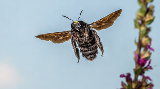 Insektenschwund setzt sich ungebremst fort