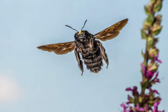 Die Blaue Holzbiene, die bis zu drei Zentimeter gross wird, gehört in der Schweiz zu den Insekten, die als gefährdet eingestuft sind. Foto: Herwig Winter / Wikimedia