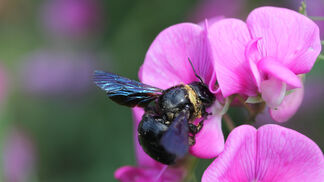 Inventur der Zürcher Käfer und Bienen