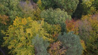 Wenn das bunte Laub zu früh kommt