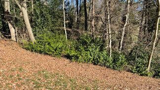 Neue Vorschriften für invasive Neophyten