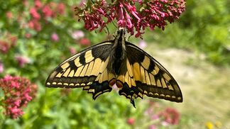 Gärten als Lebensraum für Schmetterlinge